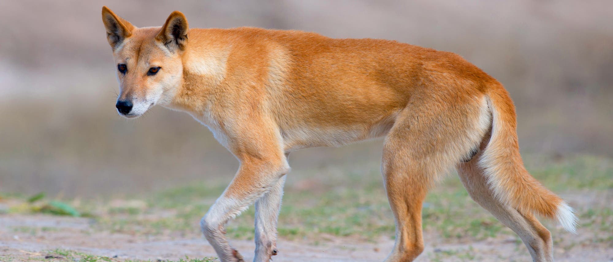 Australischer Dingo im Outback von Queensland Australischer Dingo im Outback von Queensland