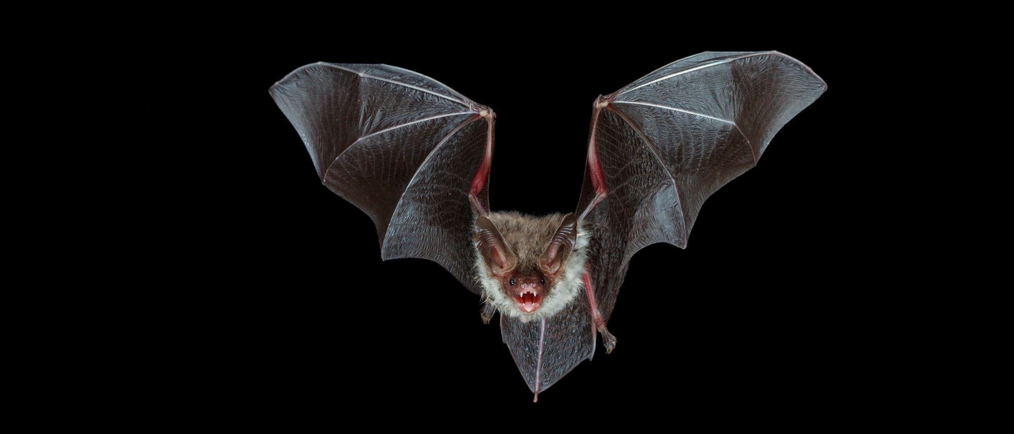 Bechsteinfledermaus (Myotis bechsteinii) Bechsteinfledermaus (Myotis bechsteinii)