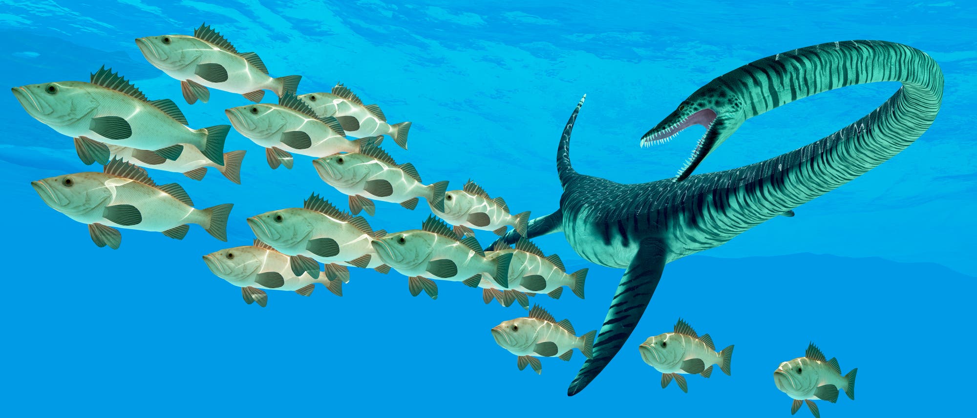 Elasmosaurus auf der Jagd Elasmosaurus auf der Jagd
