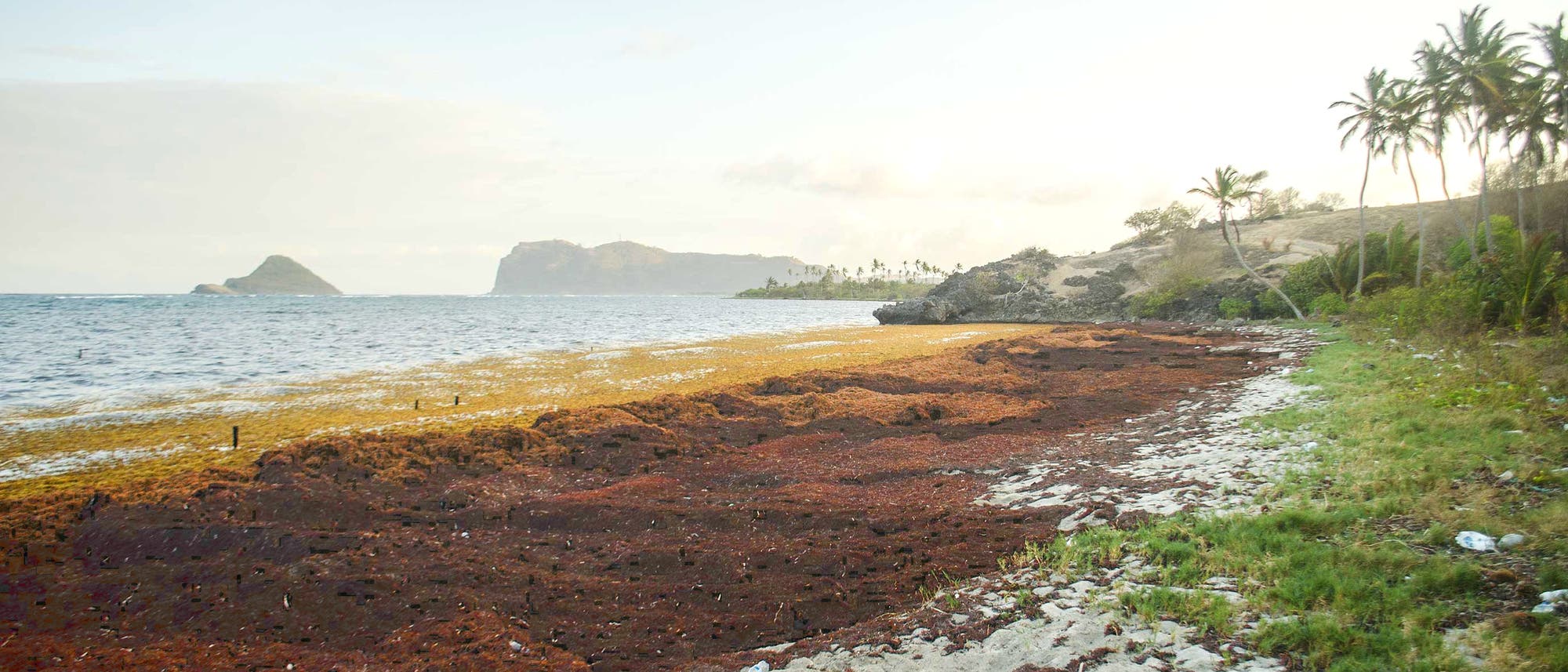 Eine dicke Schicht Sargassum-Braunalgen bedeckt Strand und Wasser auf einer Karibikinsel. Eine dicke Schicht Sargassum-Braunalgen bedeckt Strand und Wasser auf einer Karibikinsel.