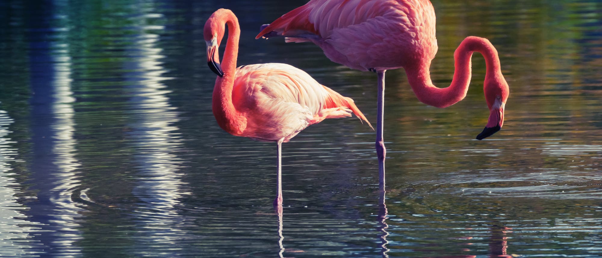 Flamingos im Wasser Flamingos im Wasser
