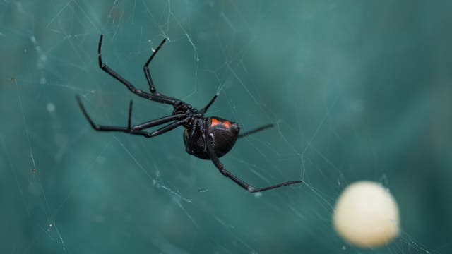 Eine Witwen-Spinne