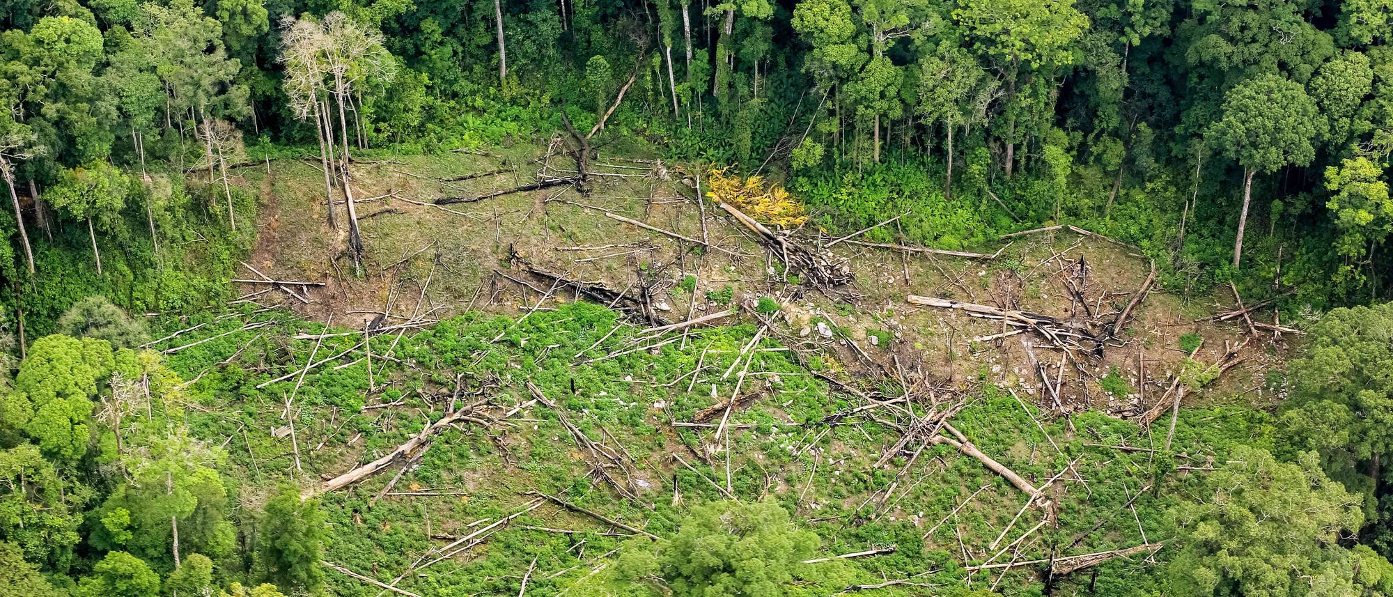 Gefällte Bäume reißen ein Loch in den Wald Gefällte Bäume reißen ein Loch in den Wald