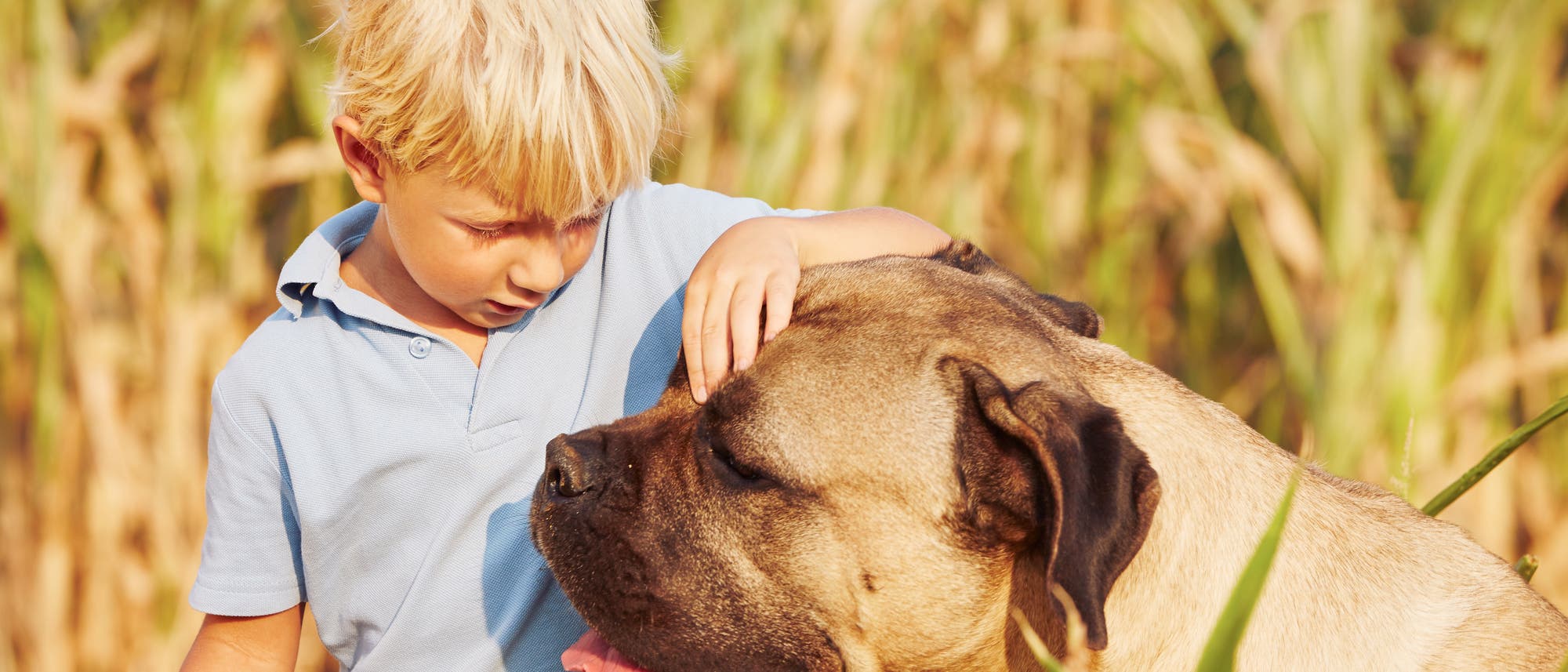 Kleiner Junge streichelt großen Hund Kleiner Junge streichelt großen Hund