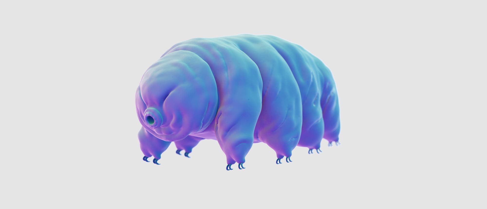 Bärtierchen Bärtierchen