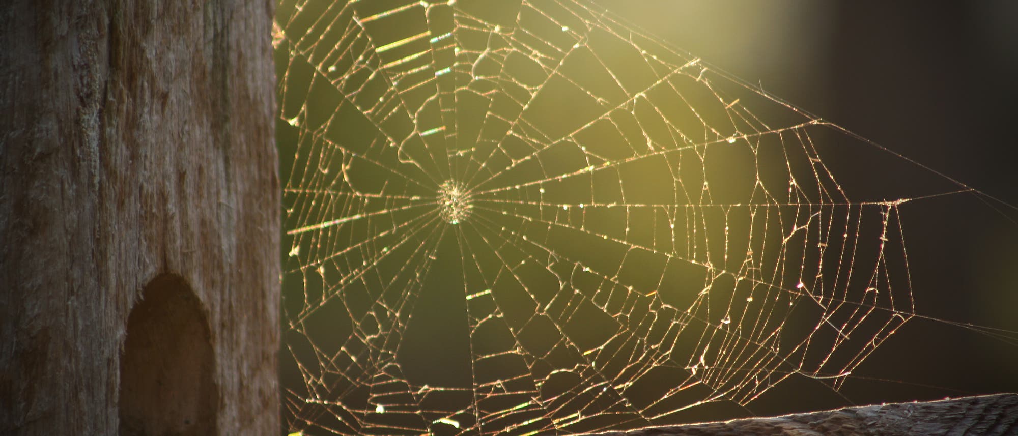 Spinnennetz zwischen Holzbalken Spinnennetz zwischen Holzbalken