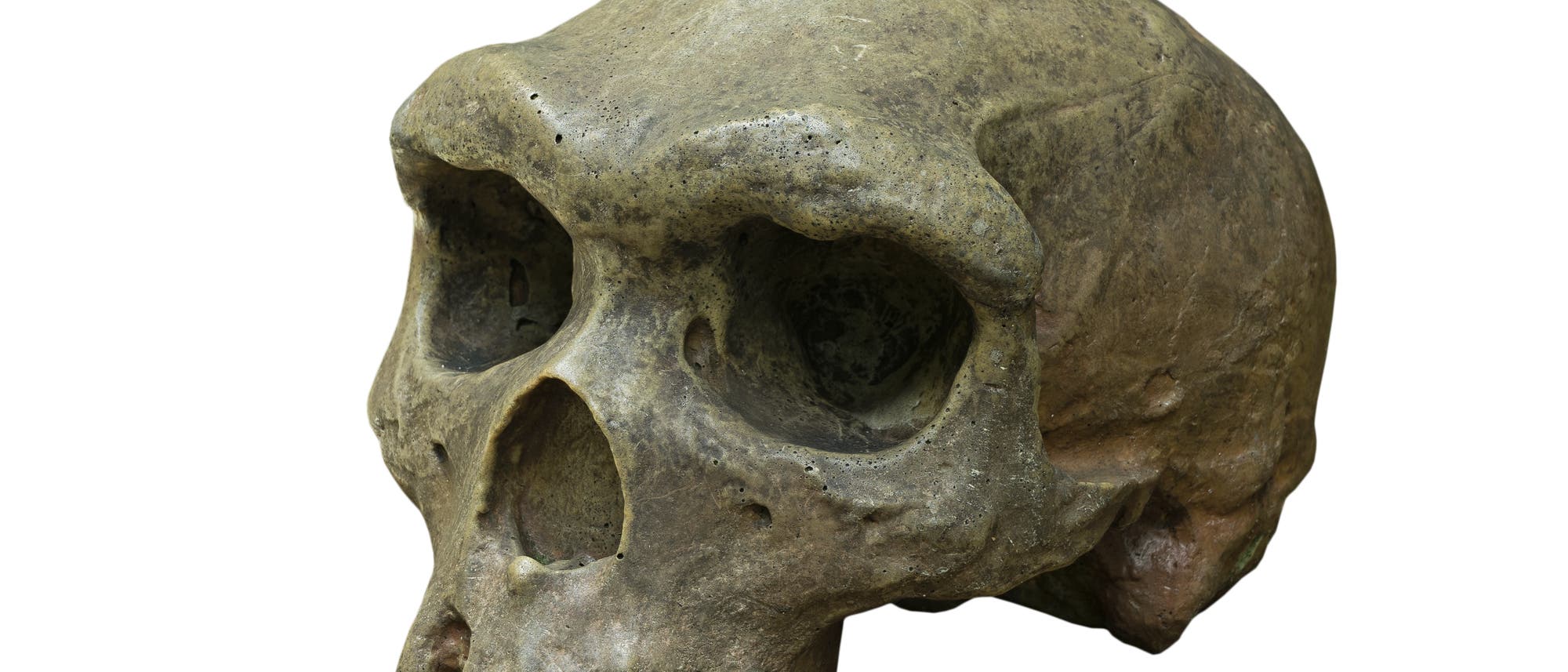 Schädel von Homo erectus Schädel von Homo erectus