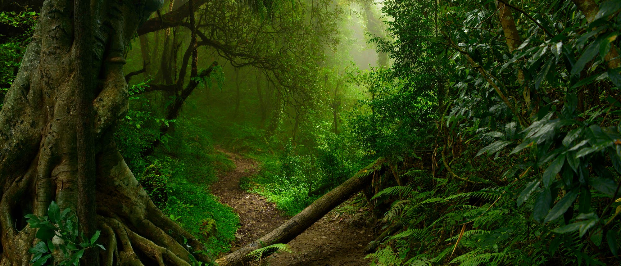 Regenwald-Dschungel in Nordthailand Regenwald-Dschungel in Nordthailand
