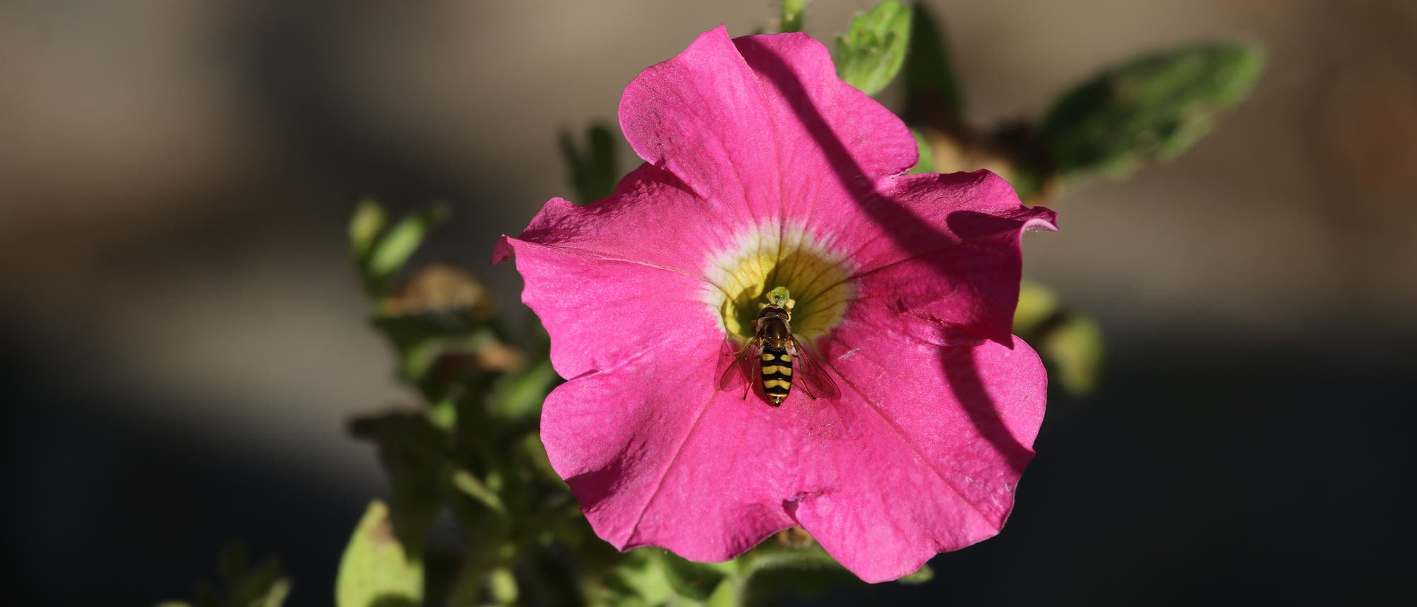 Bienchen auf Blümchen Bienchen auf Blümchen