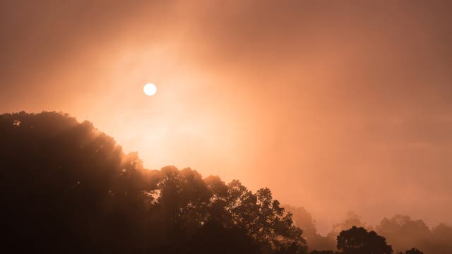 Sonne und Nebel über Bäumen