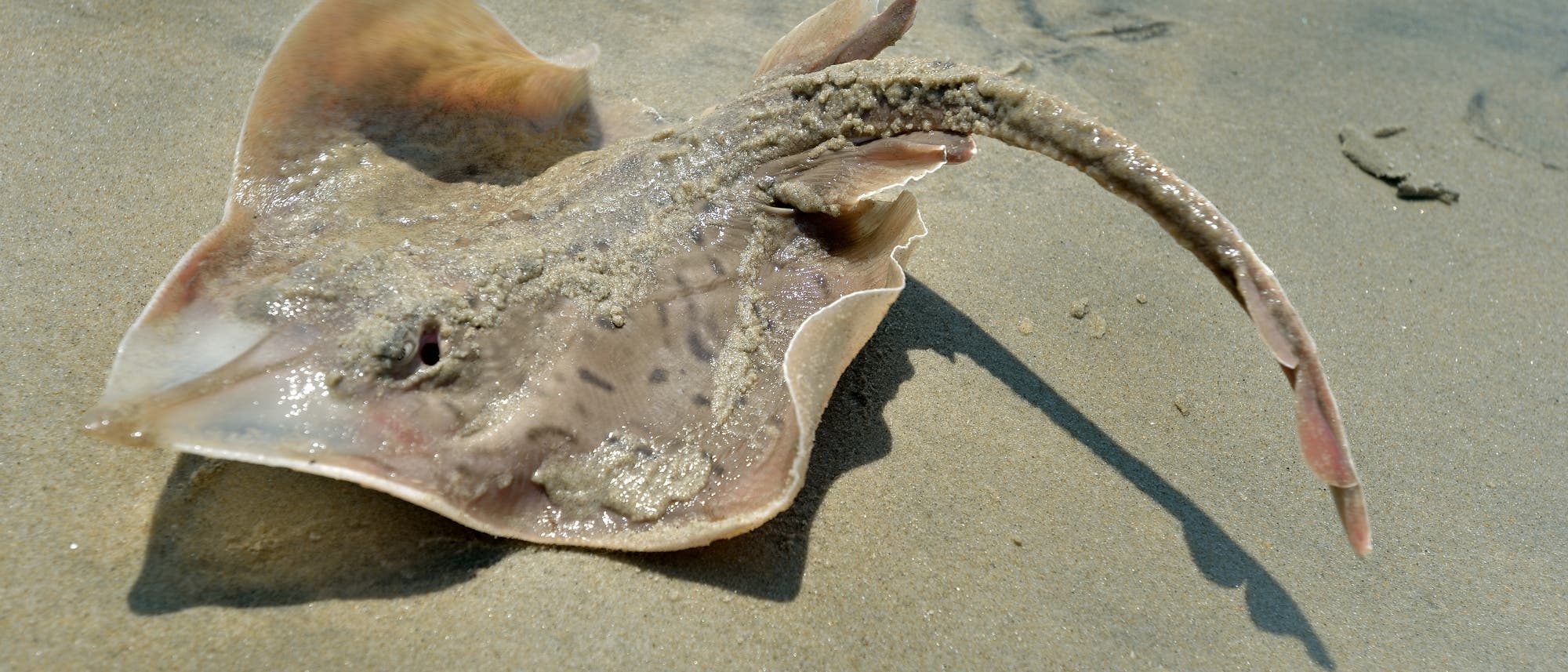 Igelrochen Igelrochen
