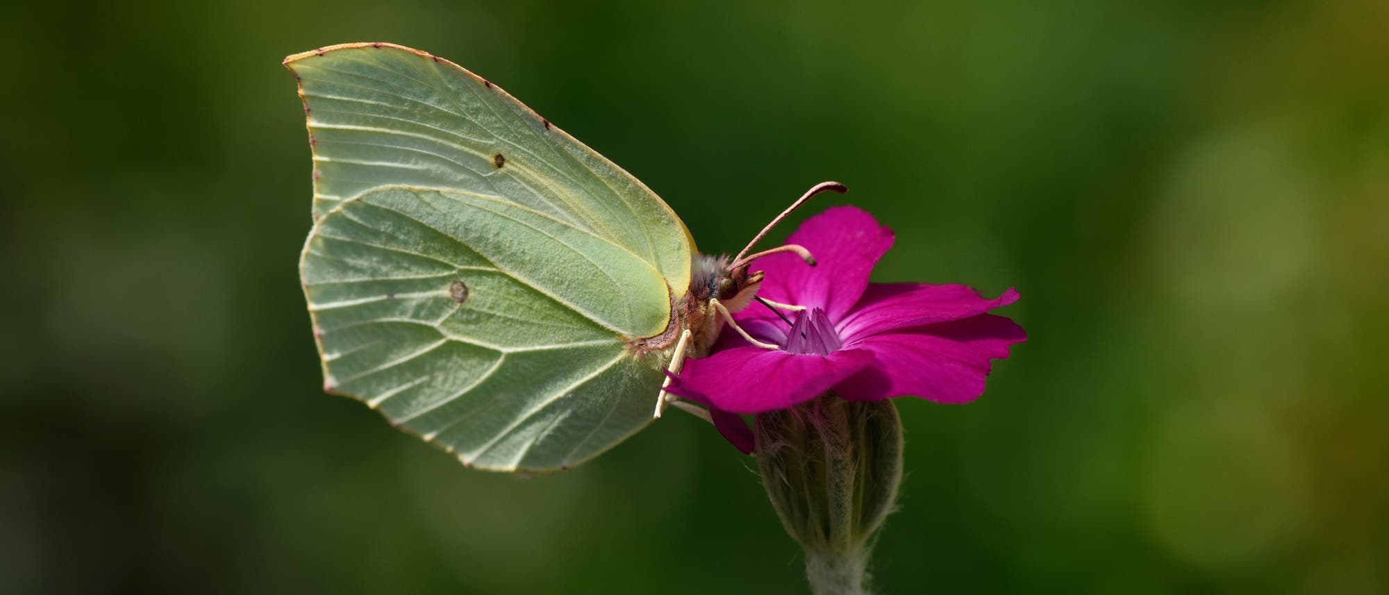 Ein Zitronenfalter sitzt auf der Blüte einer Lichtnelke (Lychnis coronaria). Ein Zitronenfalter sitzt auf der Blüte einer Lichtnelke (Lychnis coronaria).