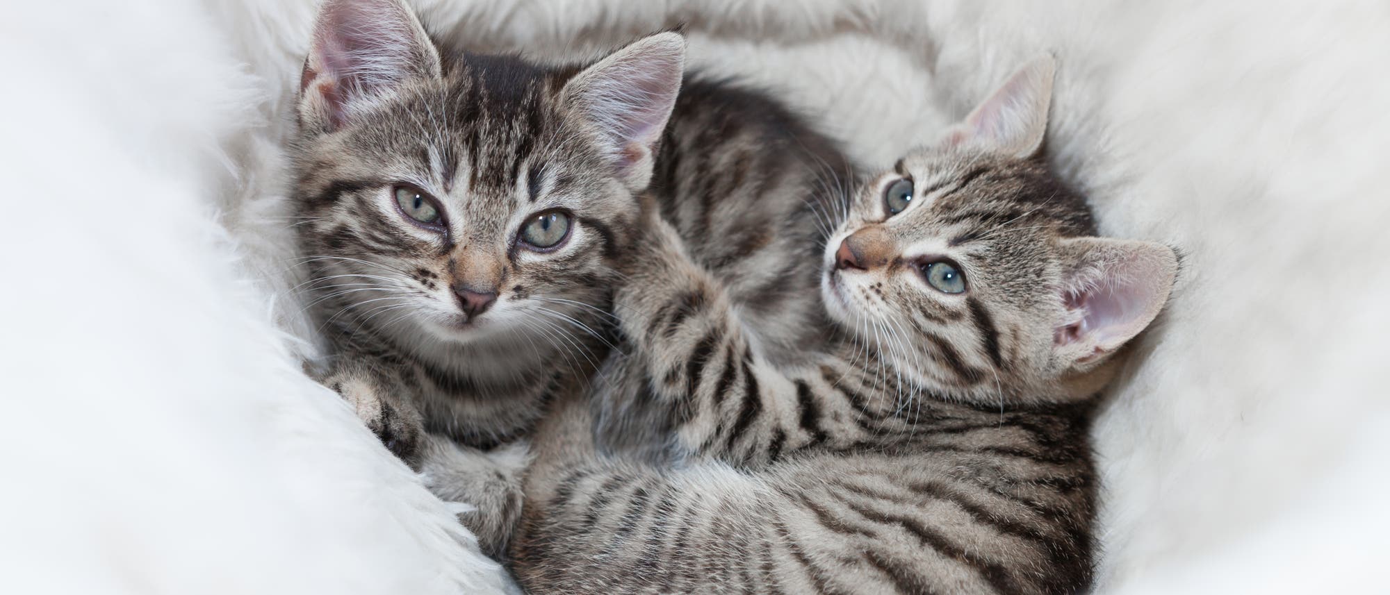 Zwei Babykatzen liegen in einem Korb und gucken erwartungsvoll in die Kamera. Zwei Babykatzen liegen in einem Korb und gucken erwartungsvoll in die Kamera.