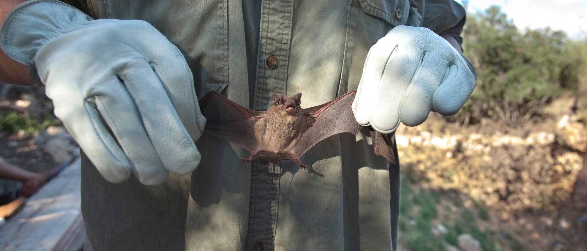 Ein Naturschützer hält eine kleine Fledermaus an ihren ausgestreckten Flügeln in die Kamera. Ein Naturschützer hält eine kleine Fledermaus an ihren ausgestreckten Flügeln in die Kamera.