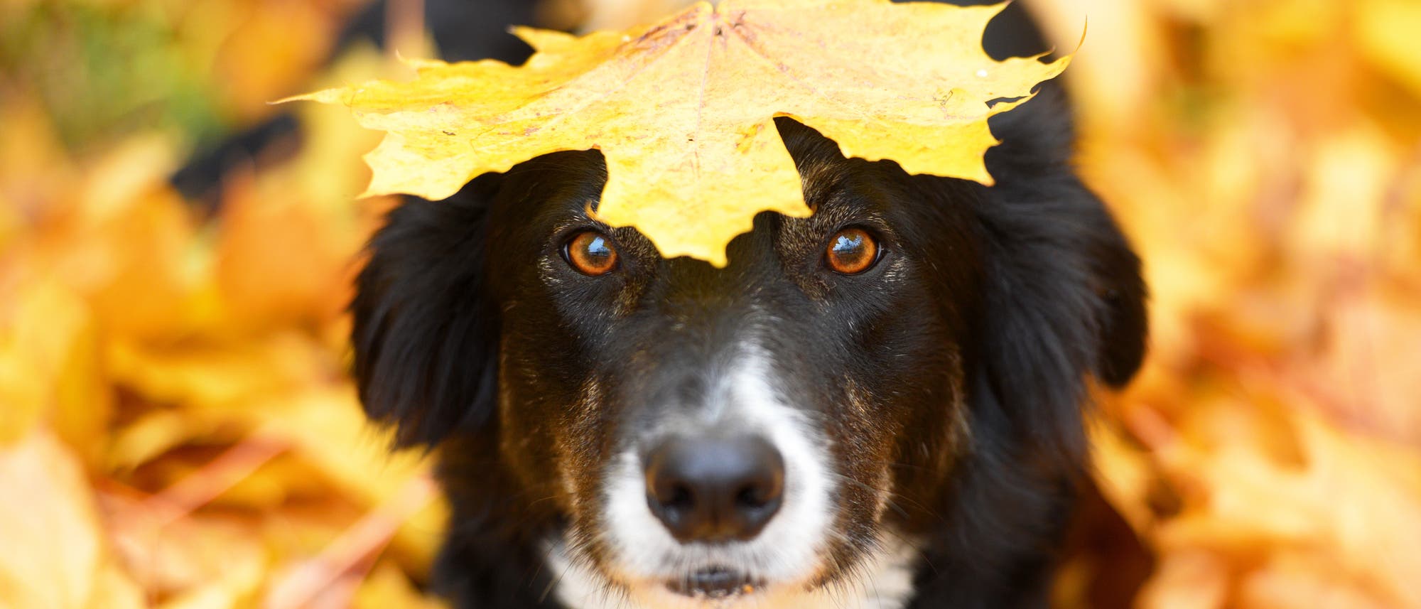 Hund in der Natur Hund in der Natur