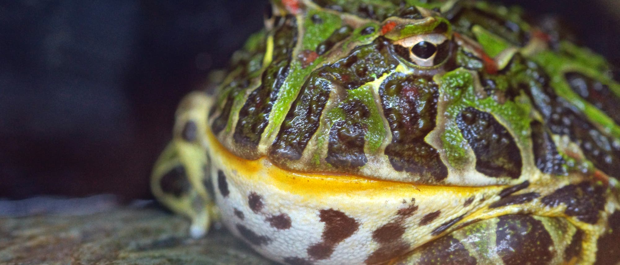 Ein Hornfrosch aus Südamerika Ein Hornfrosch aus Südamerika