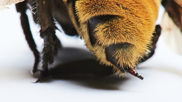 Stachel einer Biene