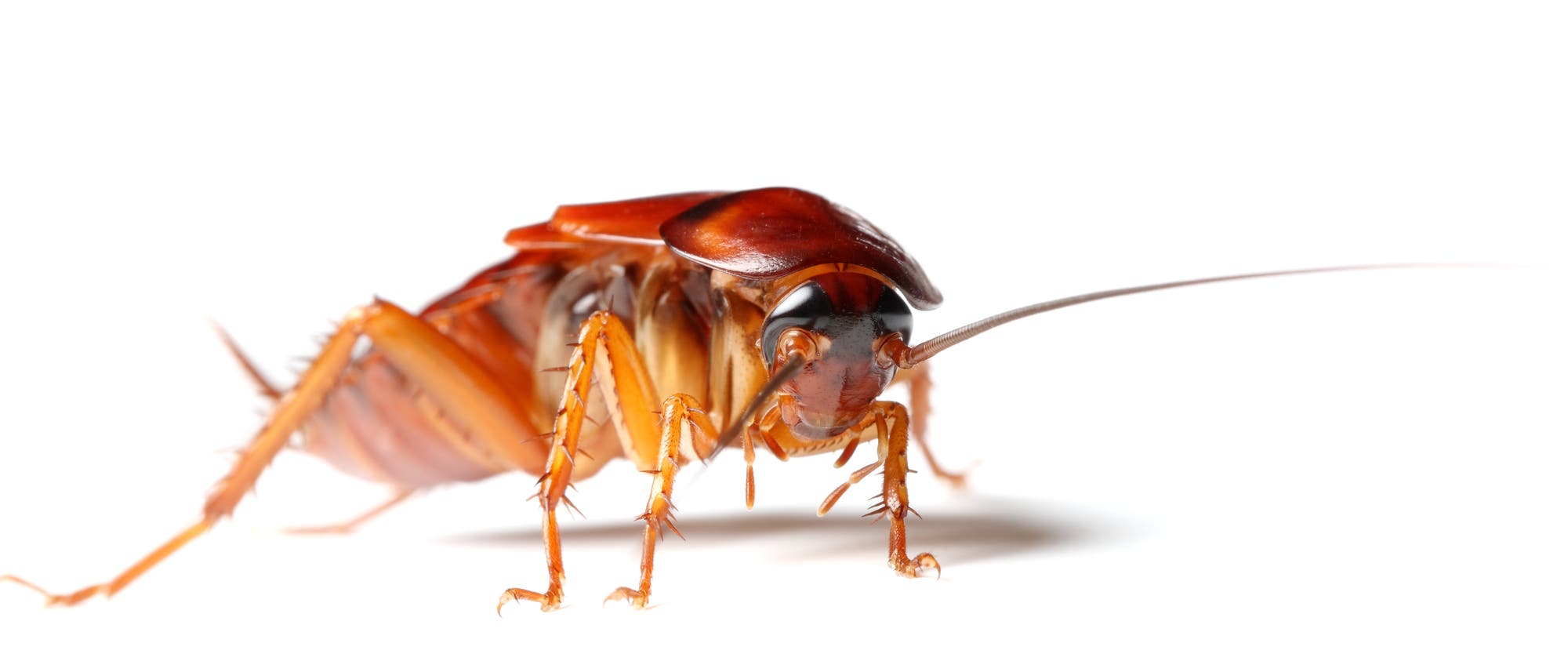 Kakerlaken - La Cucaracha tanzt mit dem Magnetfeld