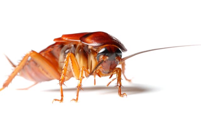 Kakerlaken - La Cucaracha tanzt mit dem Magnetfeld