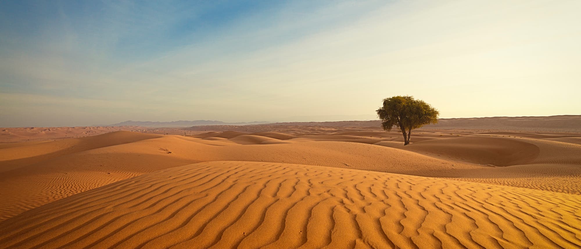 Ein einzelner Baum steht in einer Landschaft aus gelbem Sand. Ein einzelner Baum steht in einer Landschaft aus gelbem Sand.