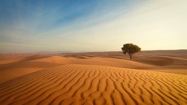 Ein einzelner Baum steht in einer Landschaft aus gelbem Sand.