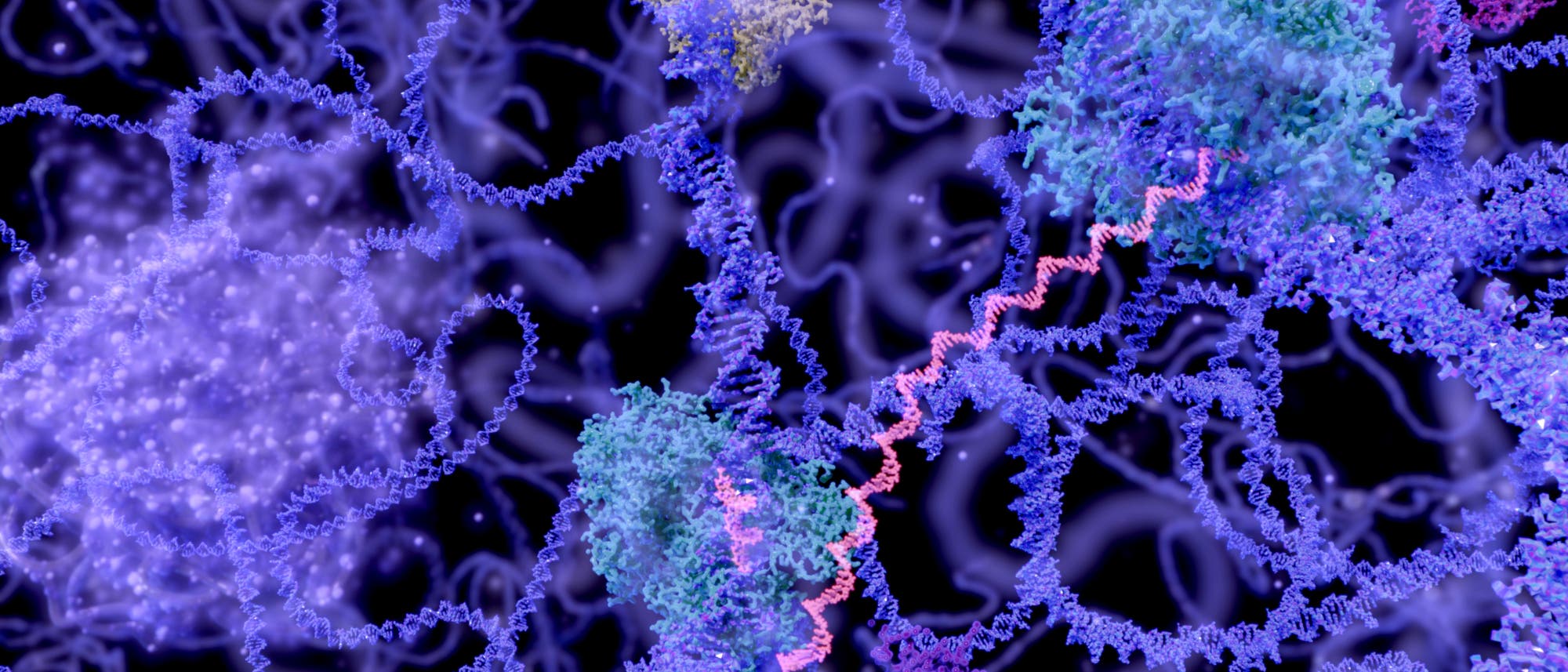 RNA im Zellkern RNA im Zellkern
