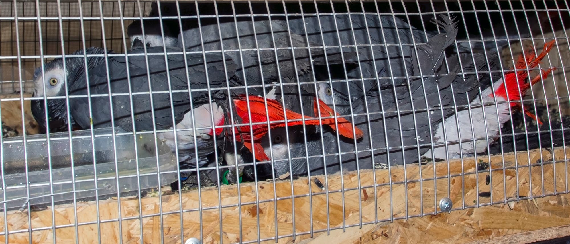 Zahlreiche Tiere werden unter furchtbaren Bedingungen über die Grenzen hinweg transportiert. Viele von ihnen überleben diese Tortur nicht. Zahlreiche Tiere werden unter furchtbaren Bedingungen über die Grenzen hinweg transportiert. Viele von ihnen überleben diese Tortur nicht.