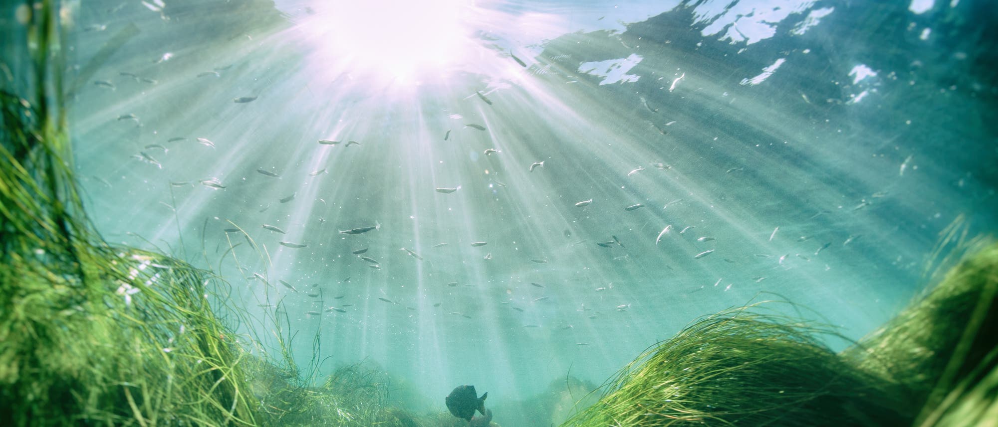 Im Meer lebt mehr als Fische und Algen Im Meer lebt mehr als Fische und Algen