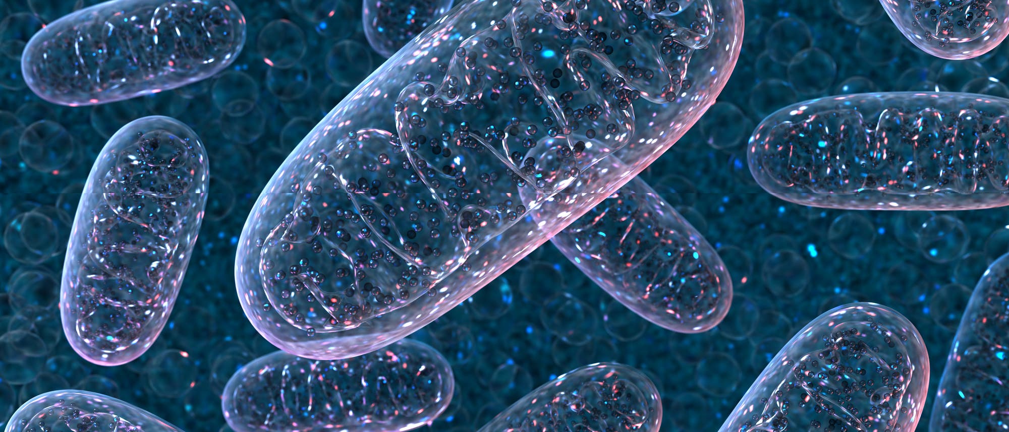 Mitochondrien Mitochondrien