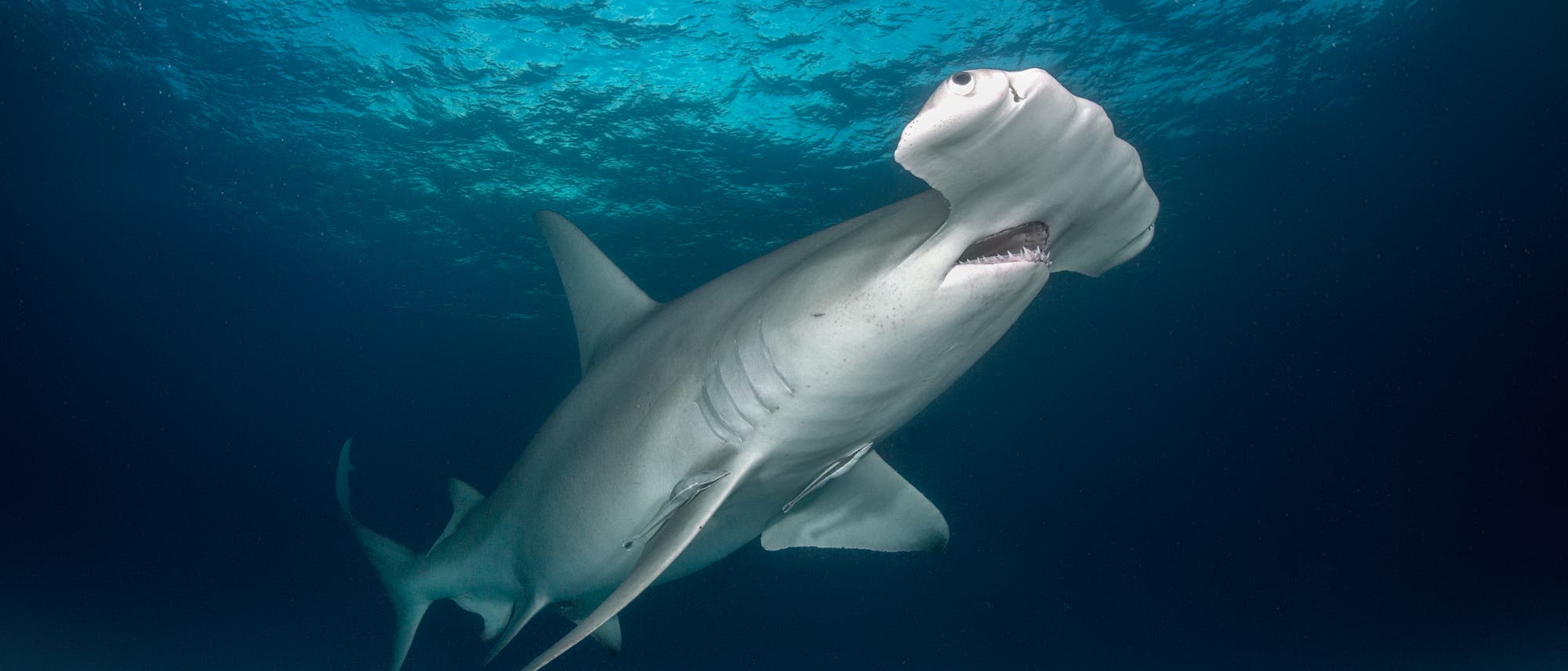 Hammerhai im Meer Hammerhai im Meer