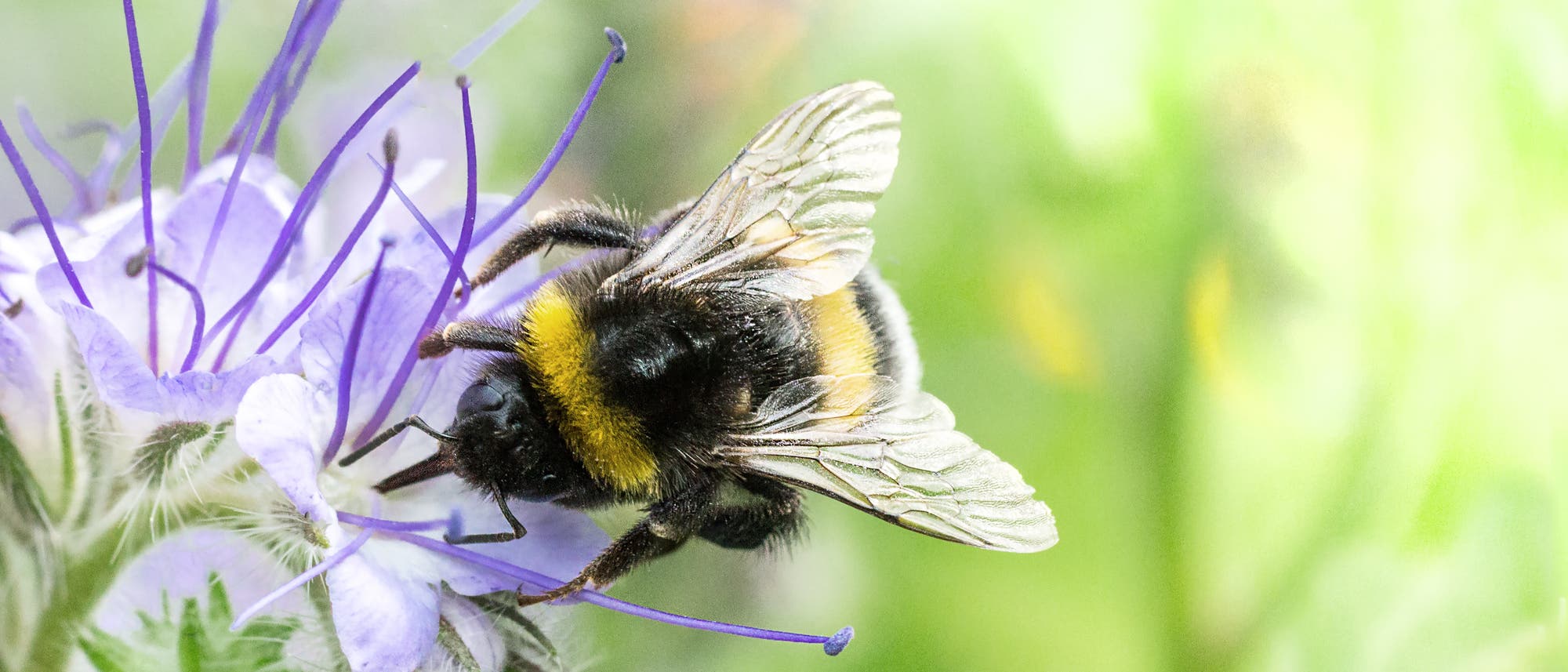 Hummel beim Bestäuben Hummel beim Bestäuben