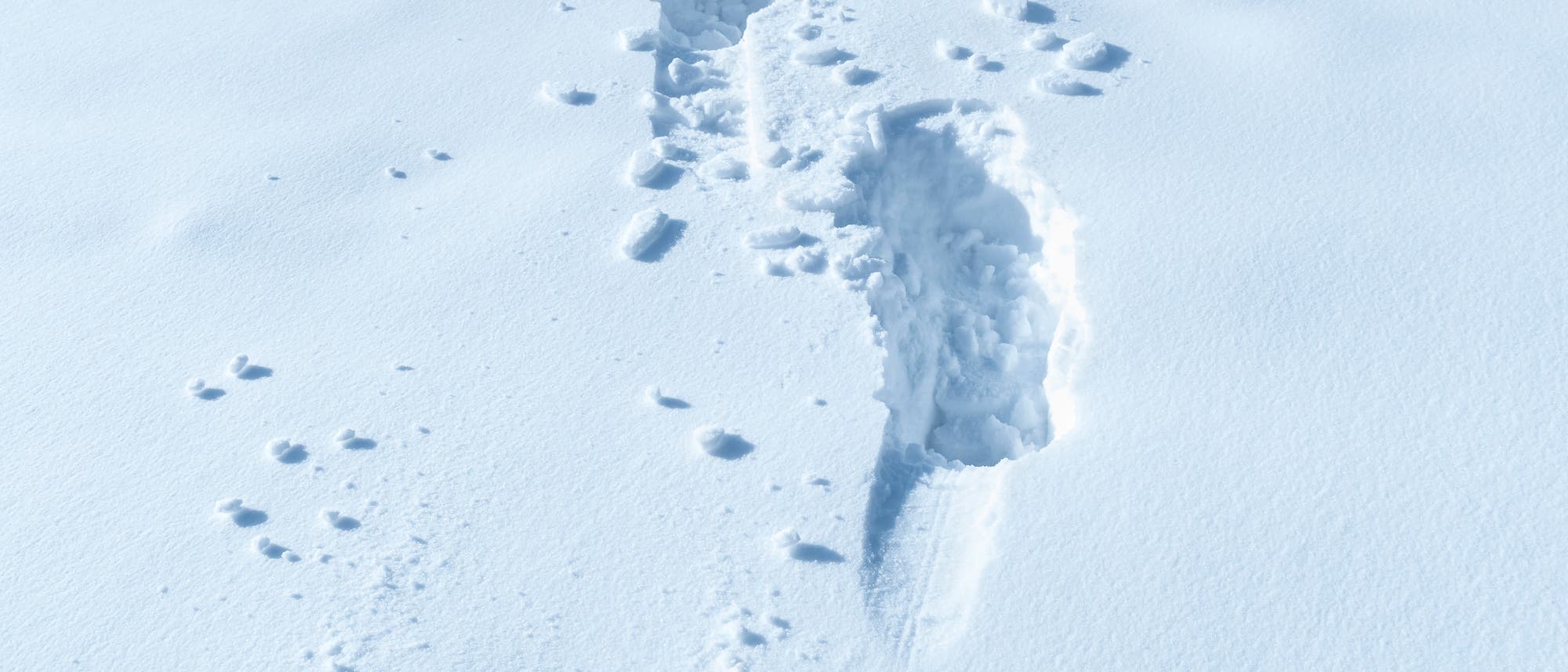 Unter dem Gewicht eines Menschen gibt Schnee leicht nach. Dennoch ist er erstaunlich fest: Schmelz- und Gefriervorgänge sintern ihn zu einer skelettartigen Struktur, bei der wenige Verbindungen dicke Schichten tragen. Unter dem Gewicht eines Menschen gibt Schnee leicht nach. Dennoch ist er erstaunlich fest: Schmelz- und Gefriervorgänge sintern ihn zu einer skelettartigen Struktur, bei der wenige Verbindungen dicke Schichten tragen.