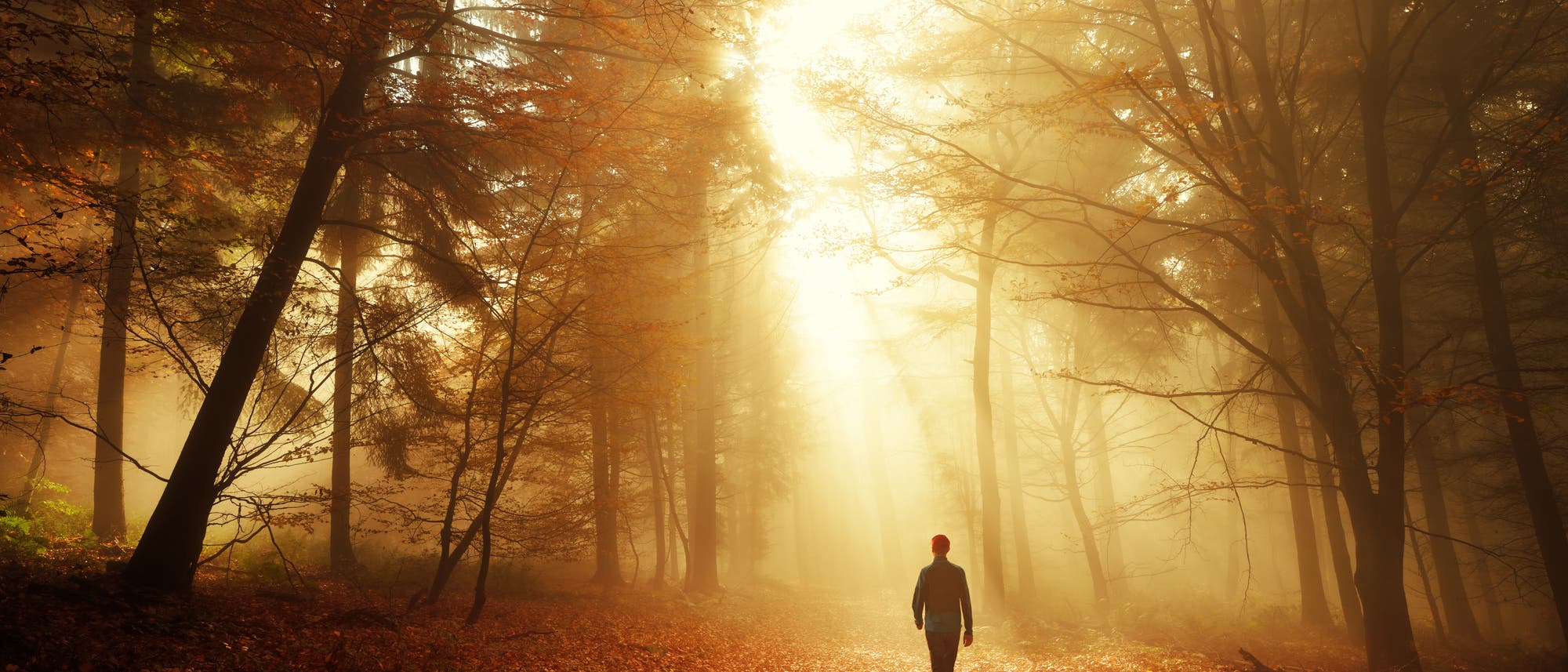Ein Mann geht durch einen herbstlichen Wald, wobei er von der Sonne beschienen wird. Ein Mann geht durch einen herbstlichen Wald, wobei er von der Sonne beschienen wird.