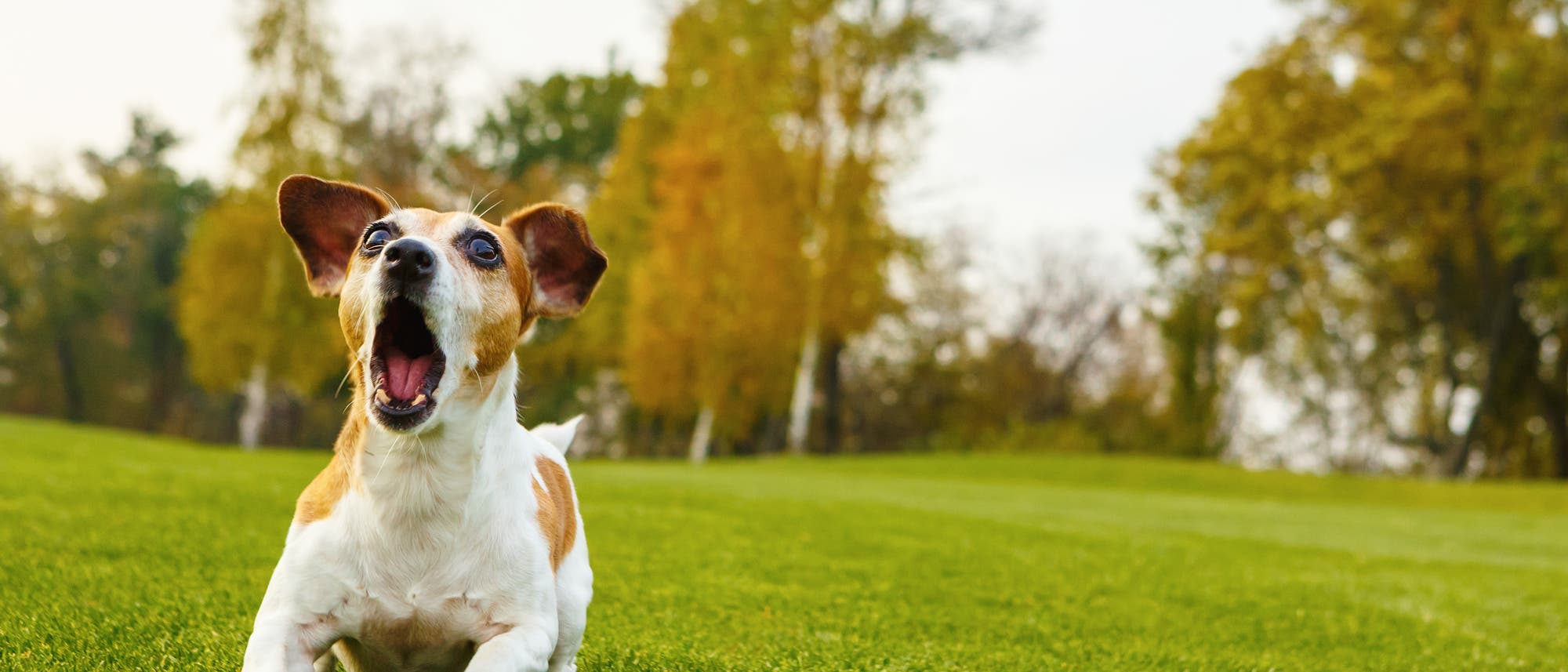 Ein kleiner, verschreckt bellender Hund auf einer grünen Wiese Ein kleiner, verschreckt bellender Hund auf einer grünen Wiese