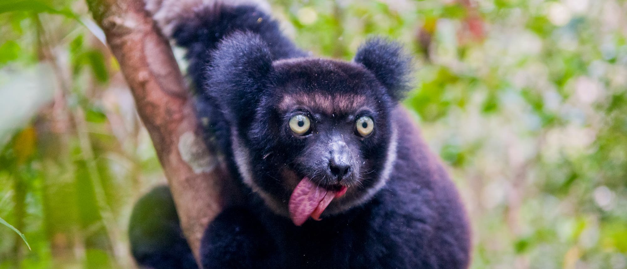 Indris sind die tagaktivsten aller Lemuren.