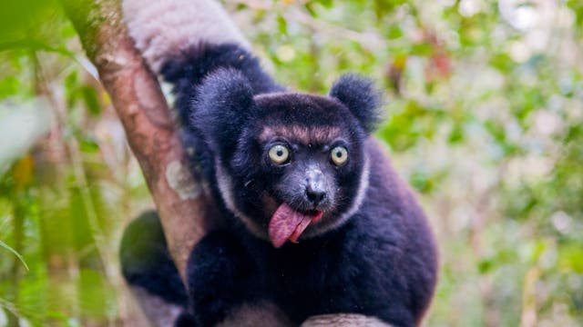Indris sind die tagaktivsten aller Lemuren.