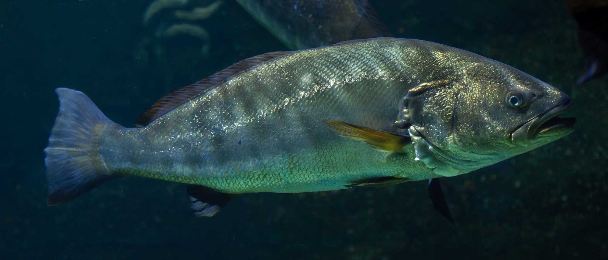 Der Adlerfisch ist ein im Atlantik lebender Verwandter des lautesten Fisches der Welt, Cynoscion othonopterus. Der Adlerfisch ist ein im Atlantik lebender Verwandter des lautesten Fisches der Welt, Cynoscion othonopterus.