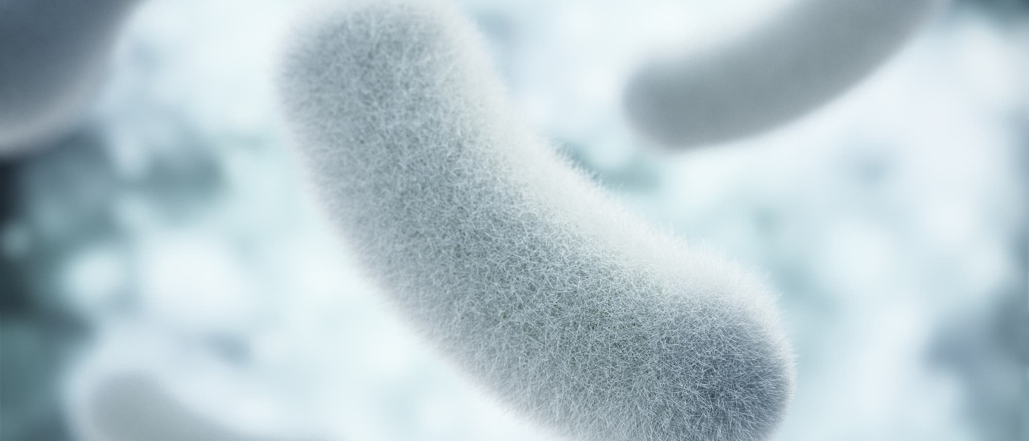 Probiotische Bakterien Probiotische Bakterien