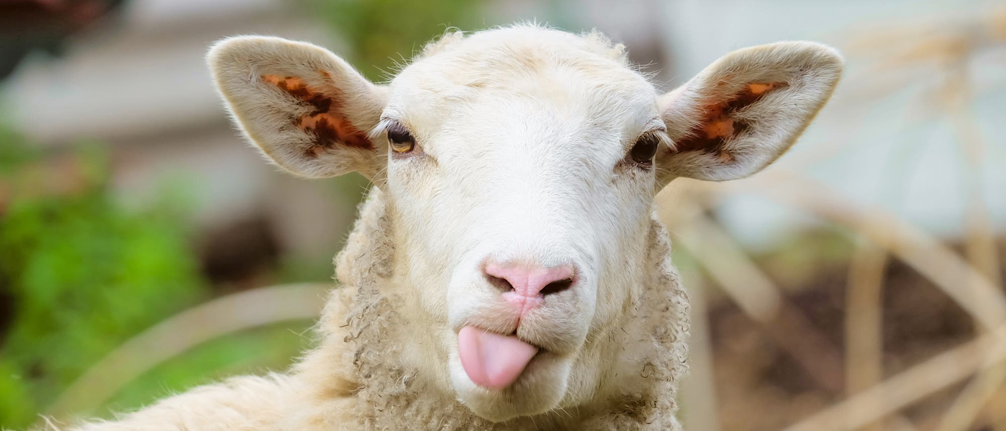 Ein Schaf streckt die Zunge raus. Ein Schaf streckt die Zunge raus.