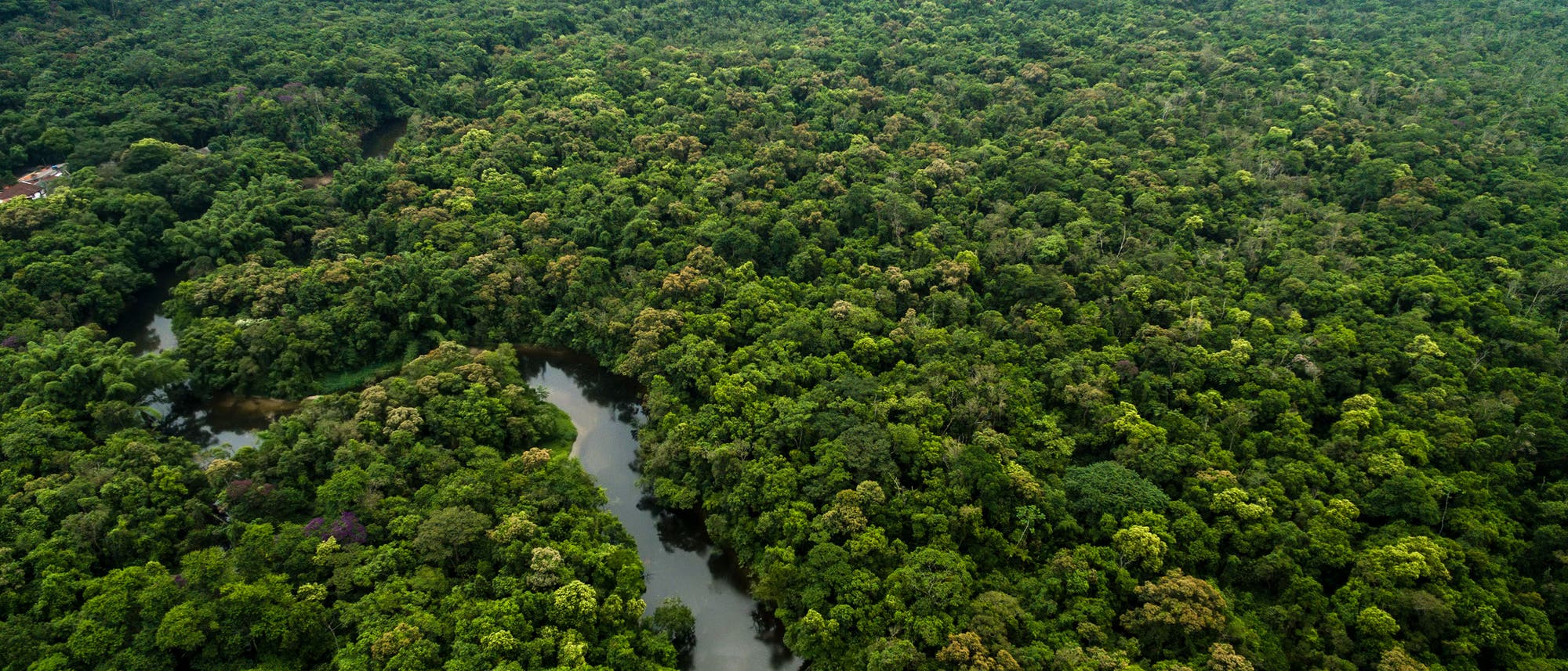 Regenwald in Brasilien