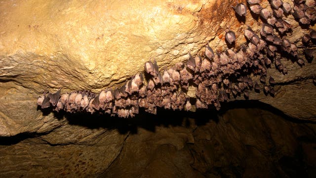 Schlafende Fledermäuse in einer Höhle