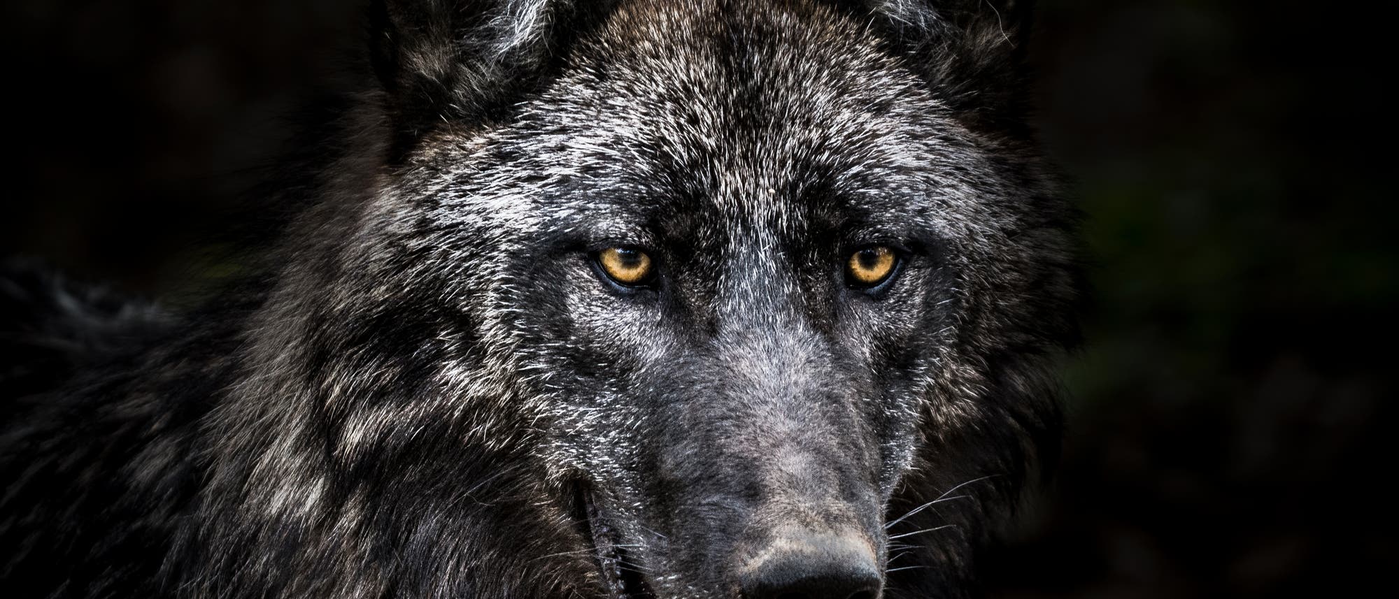Wolf Wolf