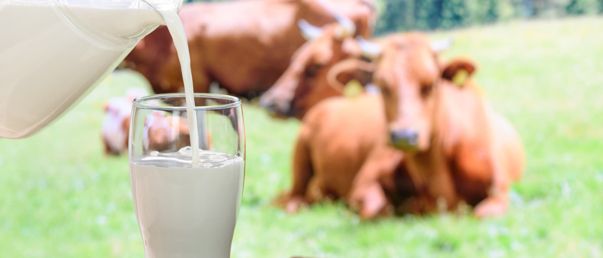 Milch wird aus einem Krug in ein Glas gegossen. Im Hintergrund Kühe. Milch wird aus einem Krug in ein Glas gegossen. Im Hintergrund Kühe.