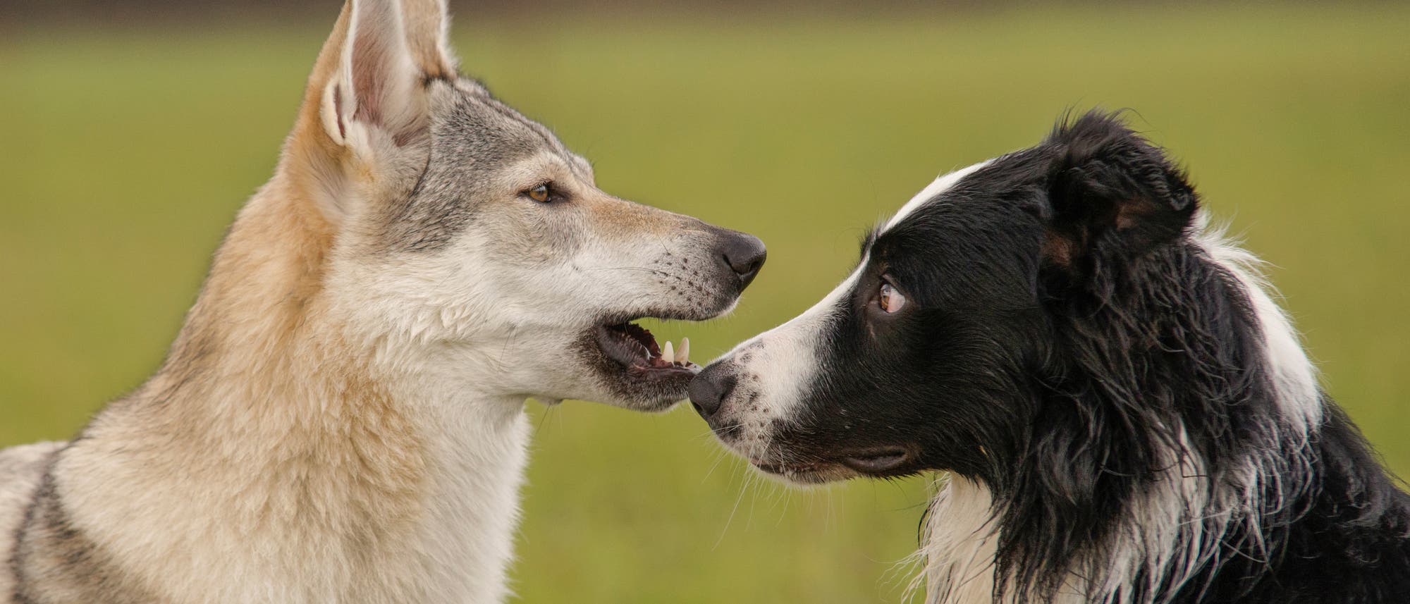 Border Collie und knurrender Wolf Border Collie und knurrender Wolf