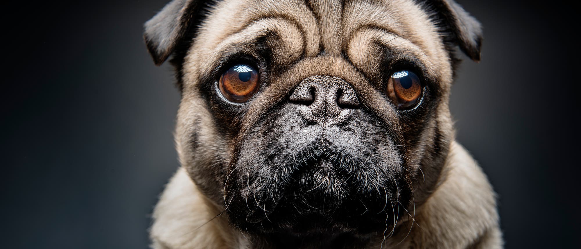 Auch der Mops kann den Dackelblick Auch der Mops kann den Dackelblick