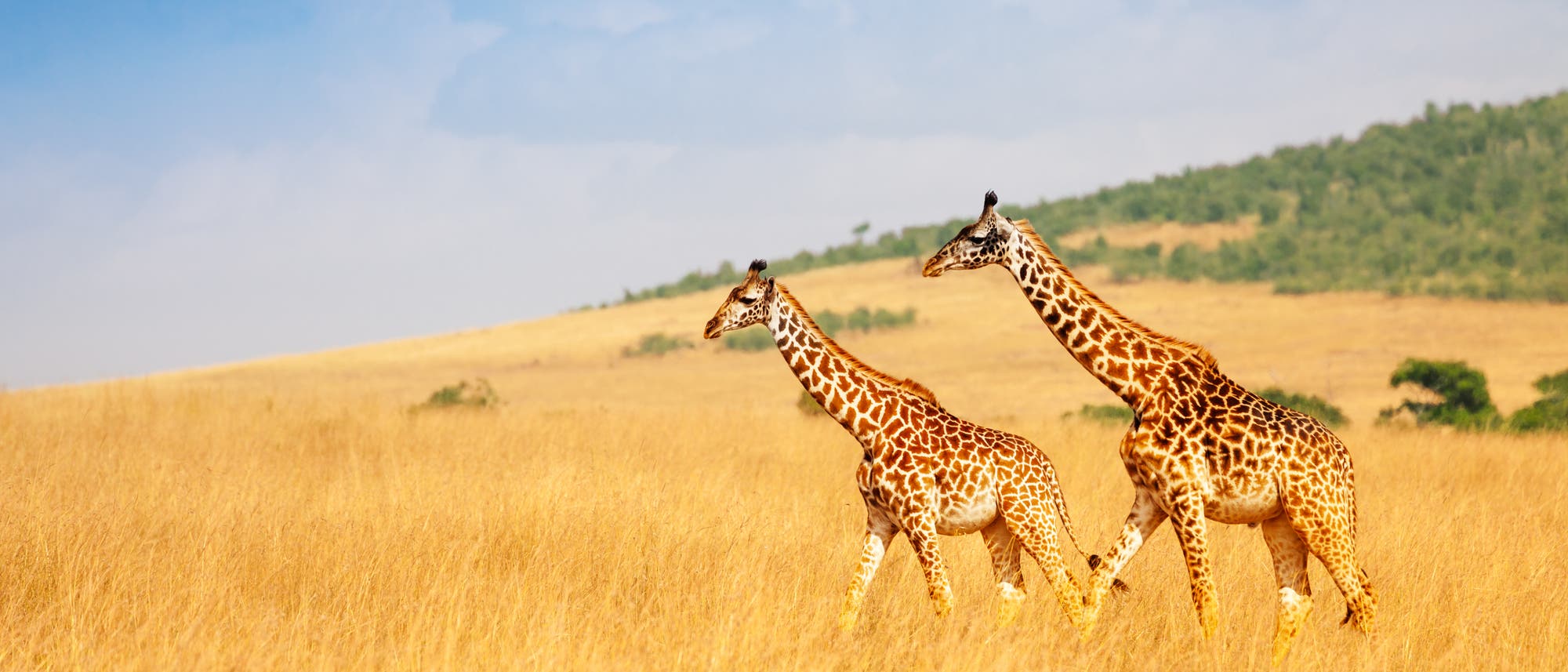Giraffen im Massai Mara Giraffen im Massai Mara
