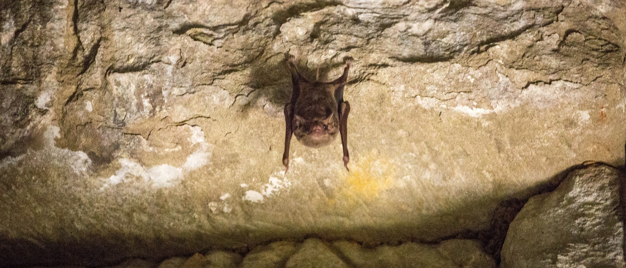 Fledermaus in kambodschanischer Höhle Fledermaus in kambodschanischer Höhle