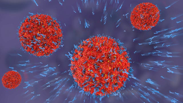 Antikörper binden an Virus