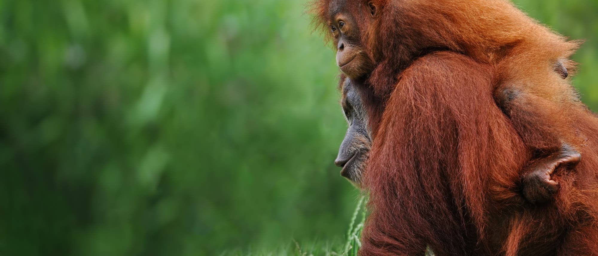 Sumatra-Orang-Utan-Mutter mit Kind