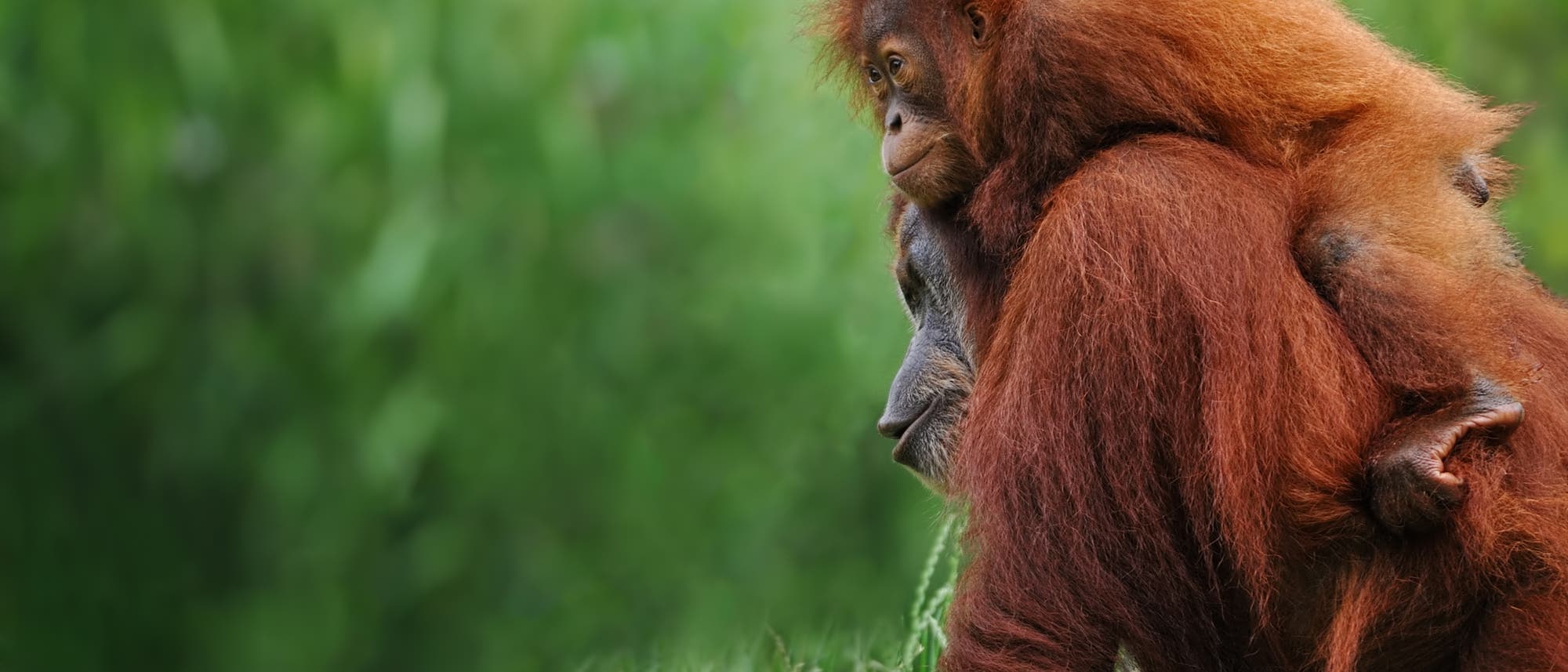 Sumatra-Orang-Utan-Mutter mit Kind Sumatra-Orang-Utan-Mutter mit Kind